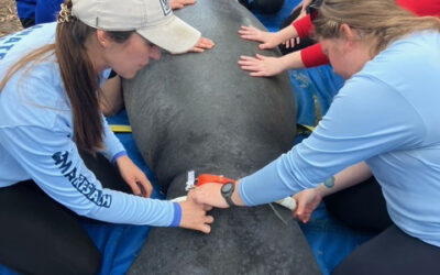 From Rescue to Rehabilitation and Release, Three Manatees Continue Their Journey Home
