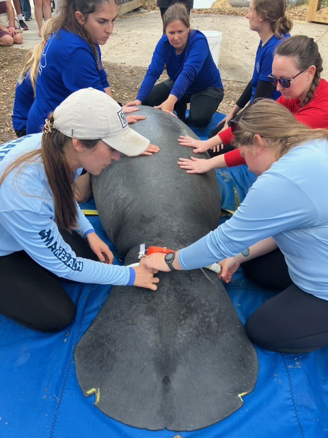 Staff fit Mandalore the manatee with a tracker