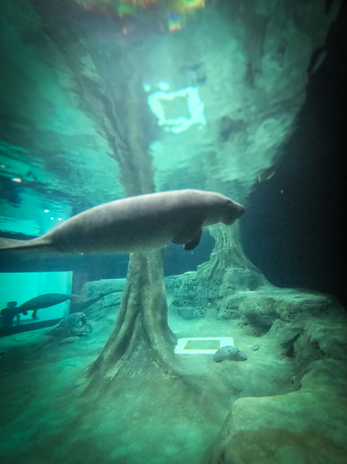 Juneau the manatee