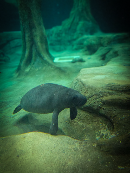 Sorbet the manatee
