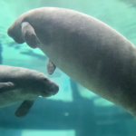 Manatees Sorbet and Juneau