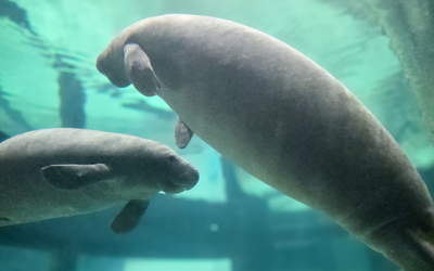 The Bishop Museum of Science and Nature Welcomes Two New Manatee Patients to Parker Manatee Rehabilitation Habitat