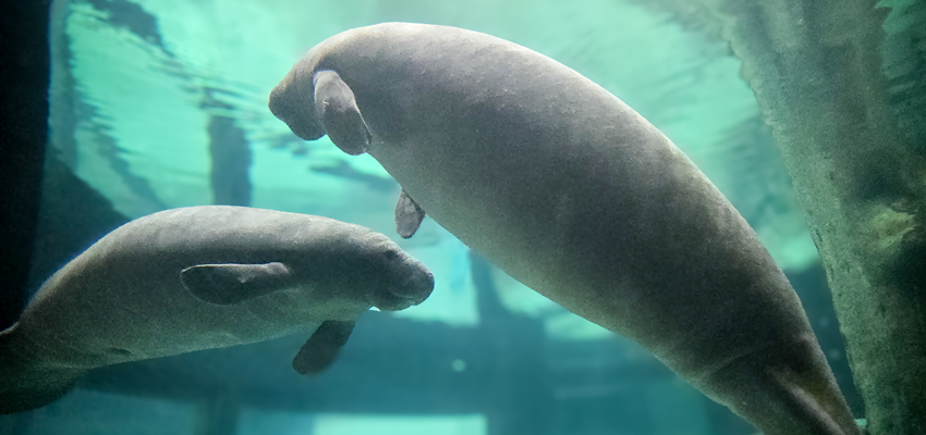 Manatees Sorbet and Juneau